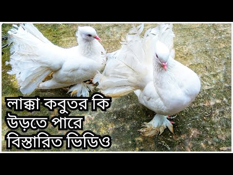 ভিডিও: ড্রাগন কি উড়তে পারবে?