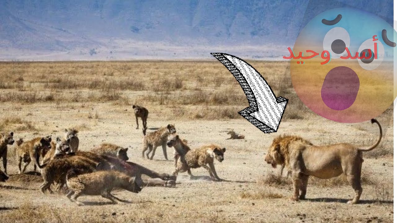 اسد في مواجهة قطيع من الضباع !! صراع البقاء - YouTube