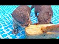 Otter gets mad when try to clean the pool #Shorts