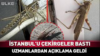 İstanbul'u Çekirgeler Bastı Uzmanlardan Açıklama Geldi