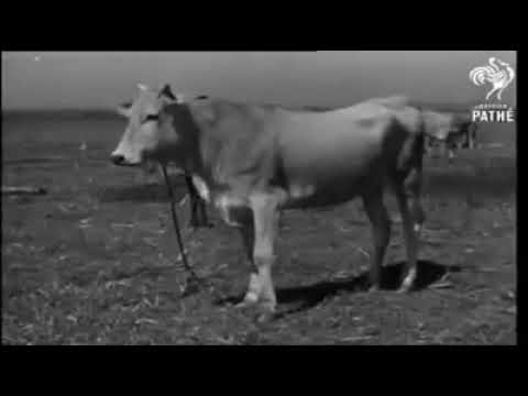 صور من الريف المصرى قديما آلآت زراعية قديمة أقتباسات