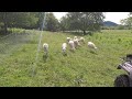 Using Sheep to Clear Land in Front of Pastured Chickens and a Six Day Pasture Set-Up for the Steers