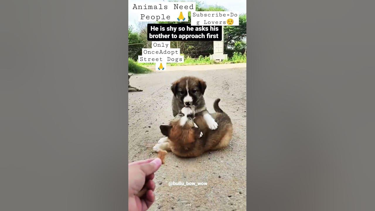 street-dogs-are-so-cute-adopt-please-viral-subscribe