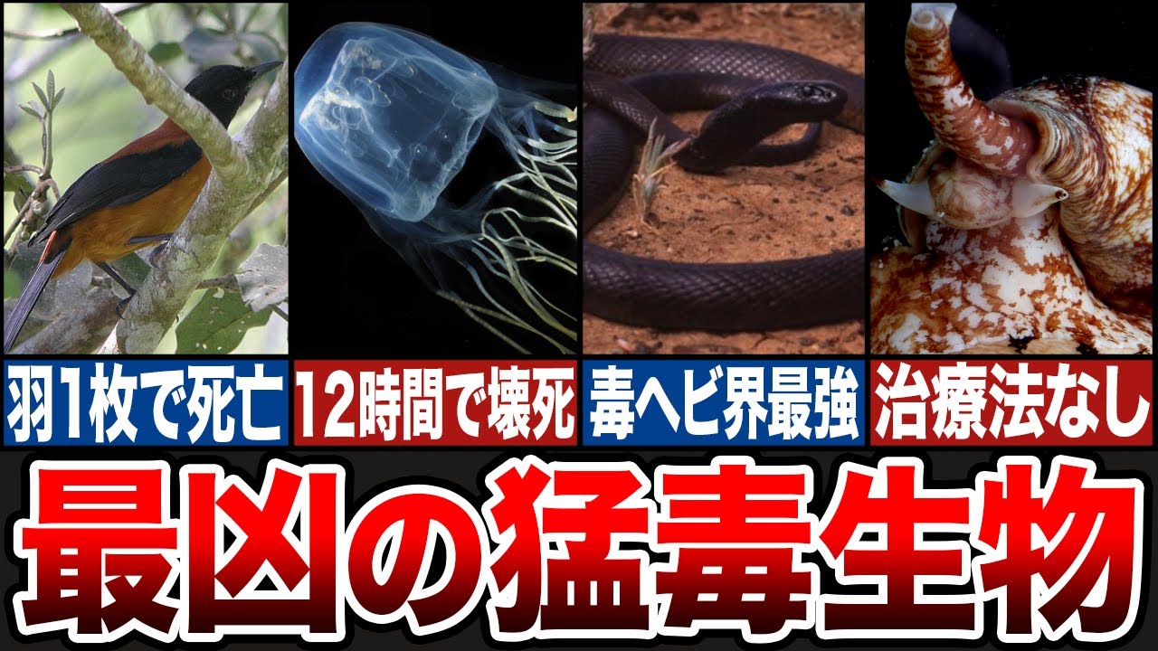 ゾウも即死...最恐の毒を持つ有毒生物10選【ゆっくり解説】