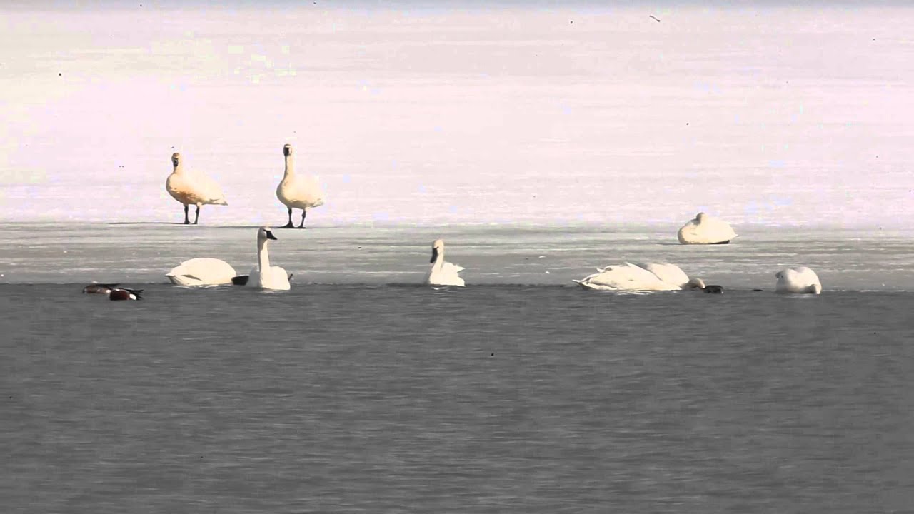 hunting simulator pc Swan Viewing Day - March watchable wildlife event opportunity