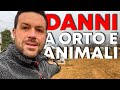 I VANDALI mi hanno DISTRUTTO il PODERE e FERITO gli ANIMALI