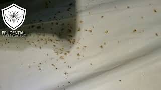 Bed Bug Treatment Reading PA