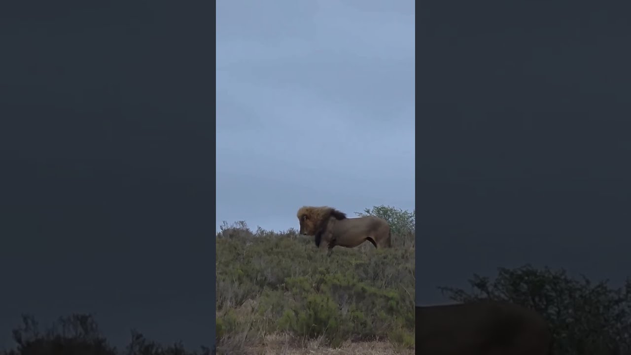 Lion playing with his cub