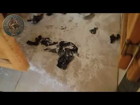 رد فعل مبالغ فيه لكلب على غياب صاحبه