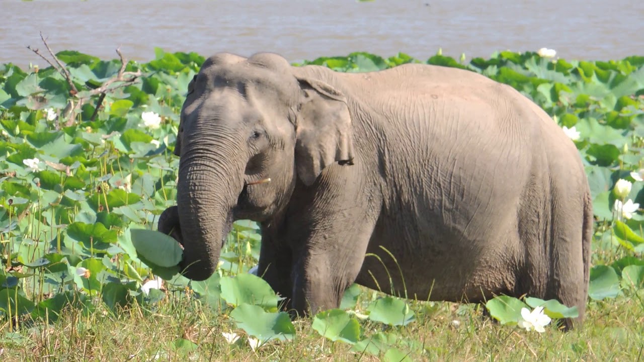  Asian elephant foraging at water's edge in Sri Lanka