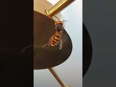 말벌형님#insects