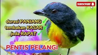 Download lagu PENTIS PELANGI kecil-kecil caberawit 🔥‼️