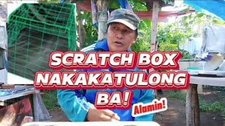 SCRATCH BOX NAKAKATULONG BA! #backyardfarm #chickenbreeding