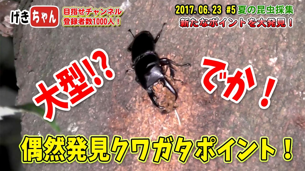 カブトムシ・クワガタ】 5回目！2017年夏・昆虫採集 新たなポイント大