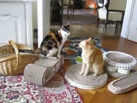 Video: Zaznavanja (in Napačne Predstave) O Prehrani Mačk