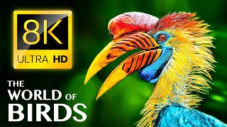 (4K) Breathtaking Colorful Birds of the Rainforest - 1HR Wildlife Nature Film+Jungle Sounds in UHD..