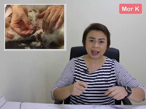 วีดีโอ: Toxoplasmosis ในสุนัข