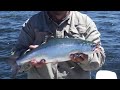 As water bodies heat up, Wyoming's fish become stressed
