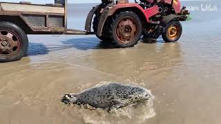 Releasing a seal from bycatch, 2023