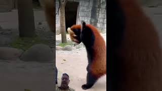 Red Panda 🐼🍎 #panda #funny #shorts