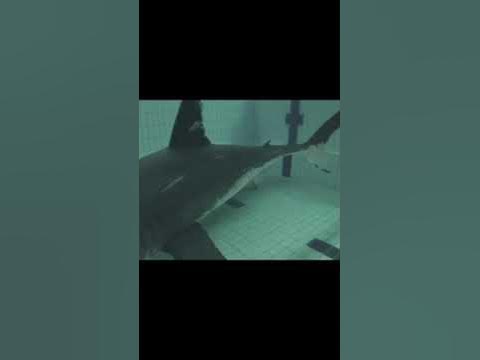 shark ate a man - YouTube