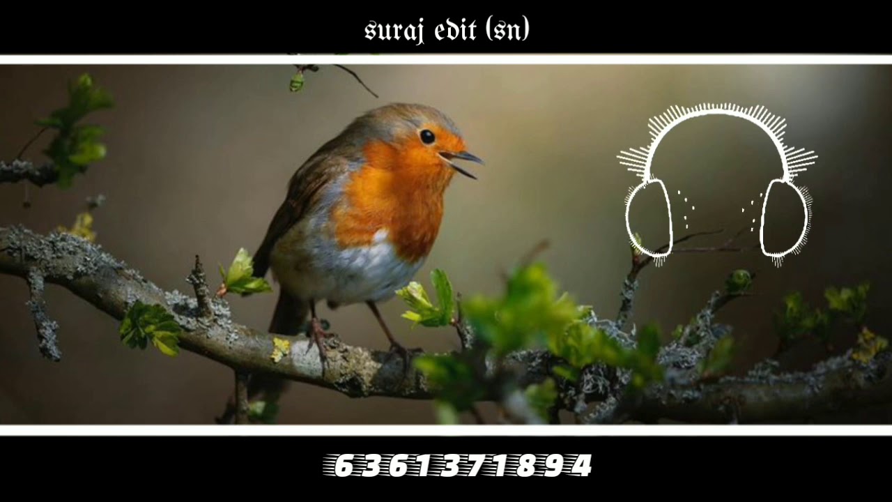 Now WhatsApp status of animal's lover 🦅🐦🦜🕊️🕊️🦜🐦🦅 - YouTube