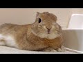 ご飯後のまったりタイムを過ごすウサギさん