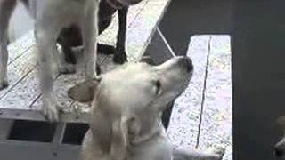 Pawesome Pooch Playtime