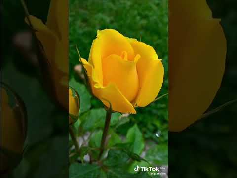 لحن مهراب الوداع حزين