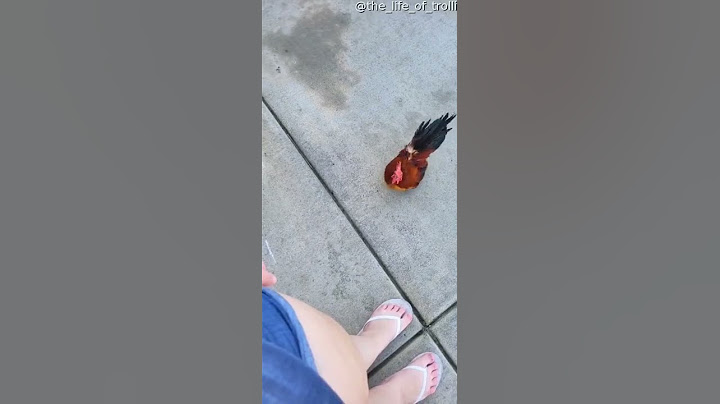 Pet Rooster Perches on Shoulder || ViralHog
