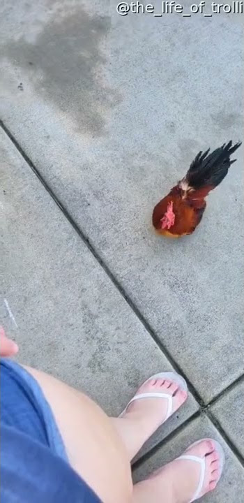 Pet Rooster Perches on Shoulder || ViralHog