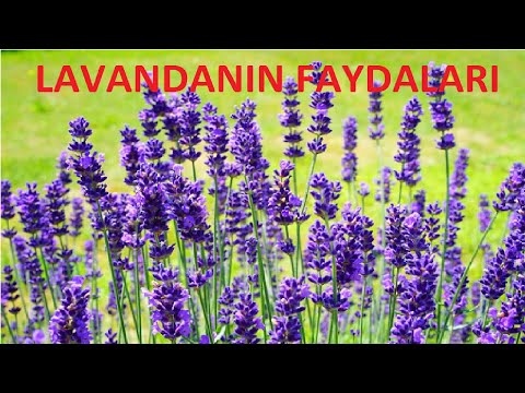 Video: Dəniz lavandası nədir - Lavanda qənaət bitkilərini necə yetişdirməyi öyrənin