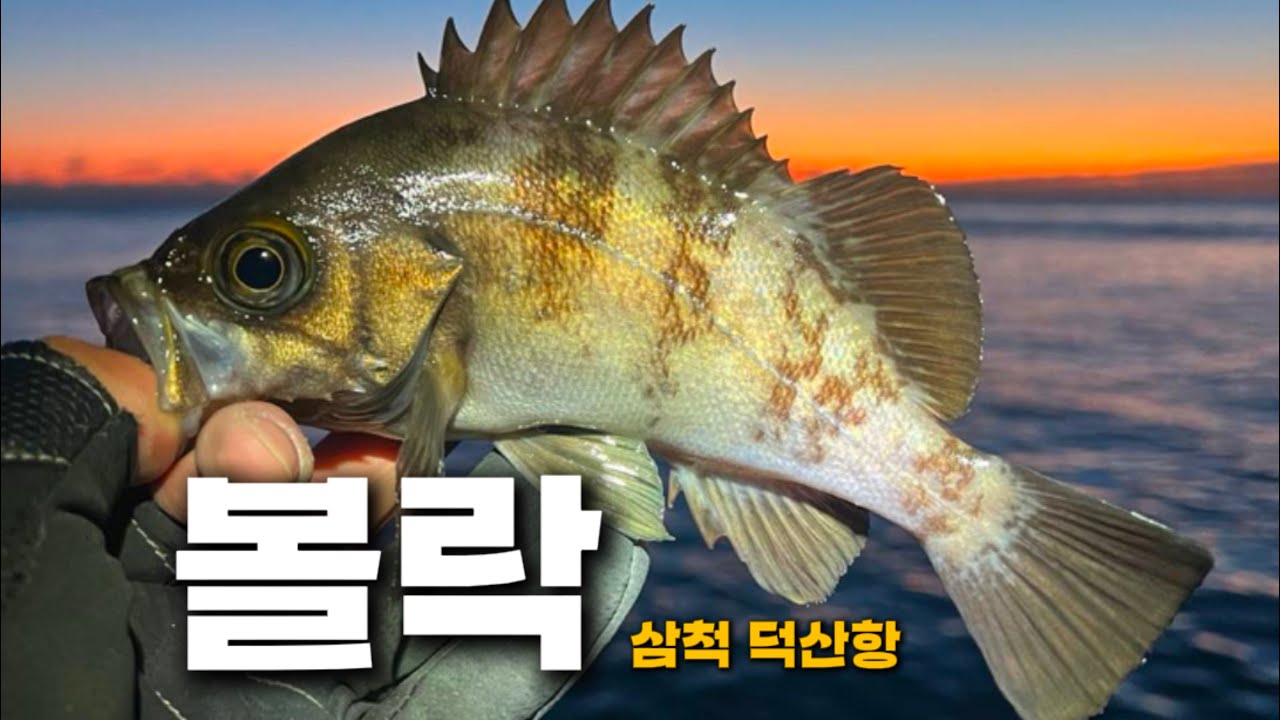 작지만 큰 행복을 주는 볼락 낚시 다녀왔습니다 (동해 삼척 덕산항)