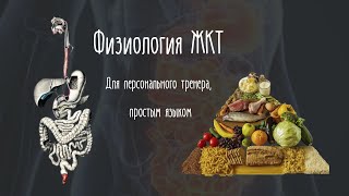 КАК УСТРОЕН НАШ ЖКТ? ПРОСТЫМ ЯЗЫКОМ