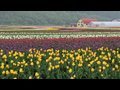 上湧別町チューリップ公園(HD1280x720p) 1,200,000 Tulip
