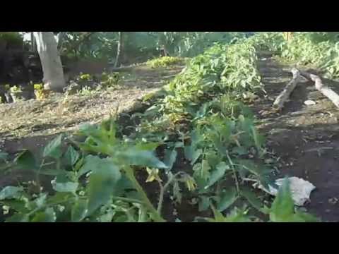 Sostegni piante di pomodori