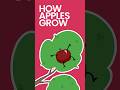 How Apples Grow