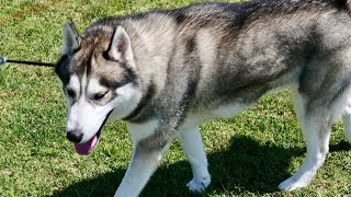 Choose the Right Collar and Leash for Your Alaskan Malamute