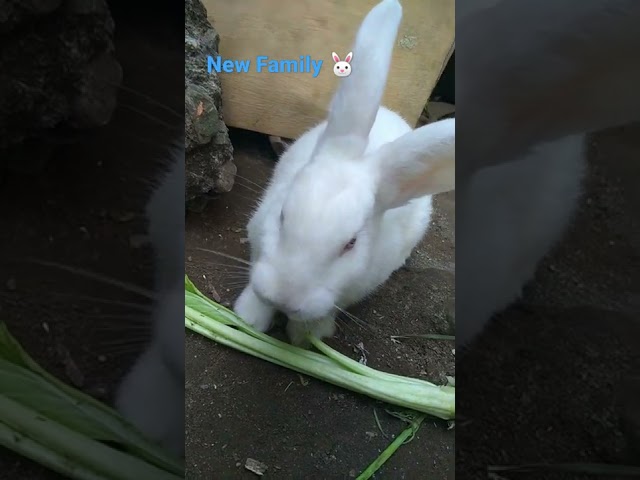 our's new faamily guys.... #rabbit #whiterabbit #pets #pet #family #familyvlog class=