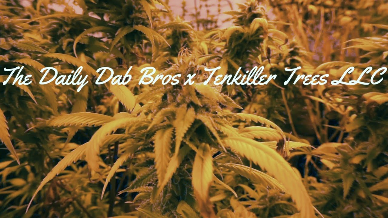 The Daily Dab Bros x Tenkiller Trees LLC YouTube