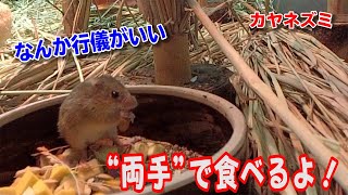 カヤネズミがかわいい食べ方になるのには理由があった Youtube カヤネズミがかわいい食べ方になるのには理由があった Youtube