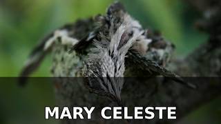 The Mary Celeste #Shorts