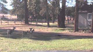 House Cat gone wild & Attacks Deer
