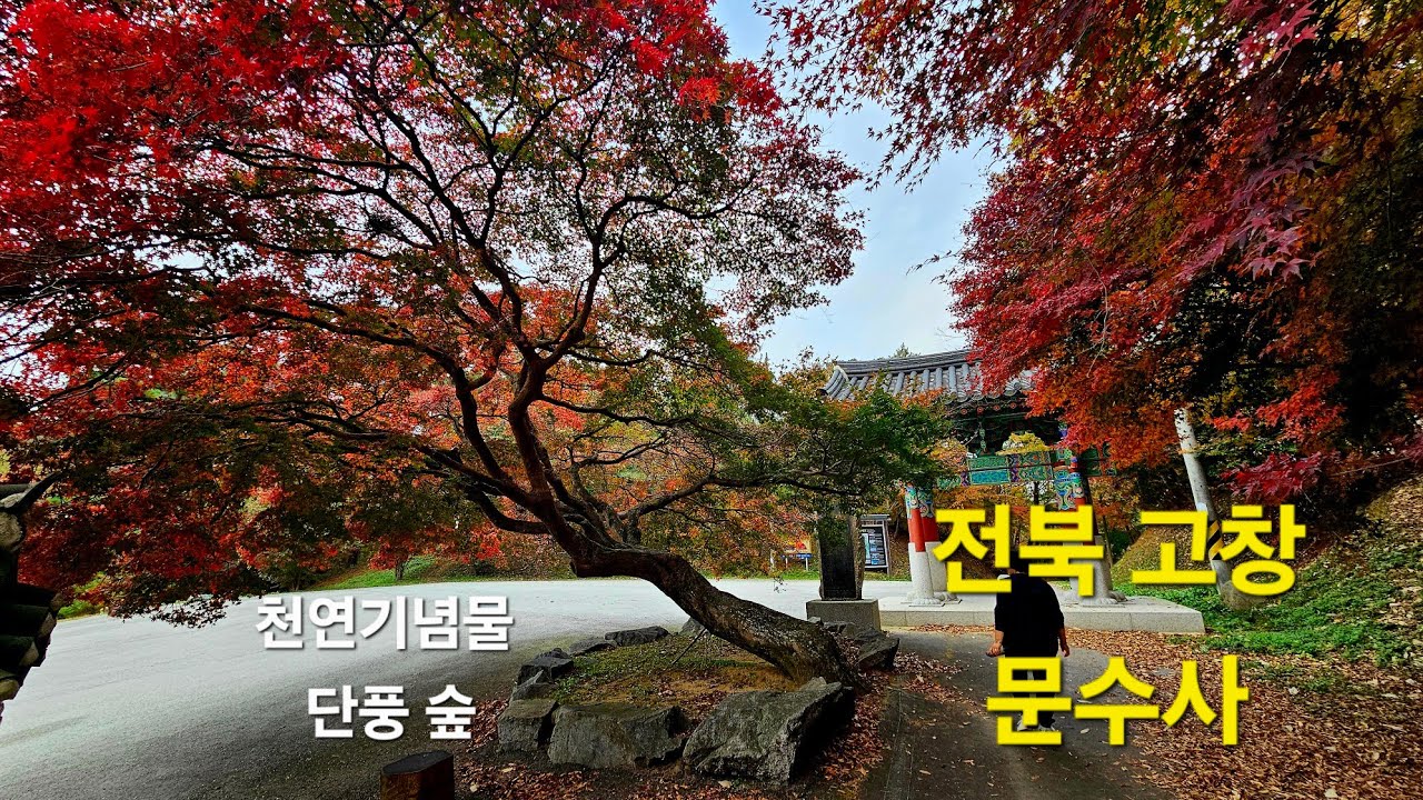 전북 고창의 문수사( 천연기념물 단풍 숲.)