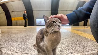 マジどこでも猫いる！イスタンブール地下鉄のホームにいた猫をナデナデしてきた