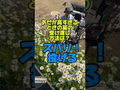 あぜが高すぎる時の苗の受け渡し方法は？ズバリ投げる#shorts #佐渡 #農業