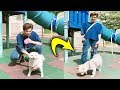 bts with animals funny moments