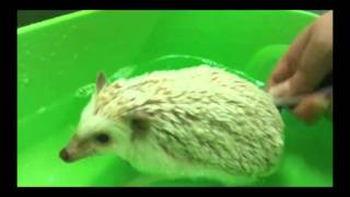 Quinoa the Hedgehog