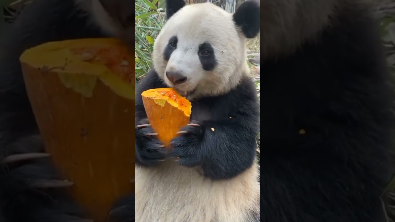 Adorable Puppies: A Heartwarming Journey | Lovely Animals Ep. 6