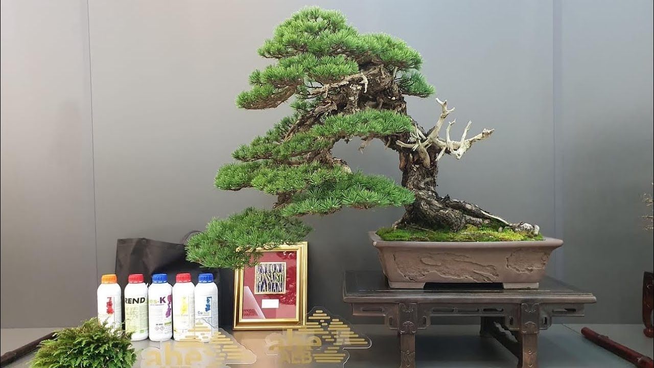 Naoki y su crítica de un bonsái en ABE AEB 2023